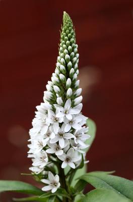 Lysimachia Gooseneck