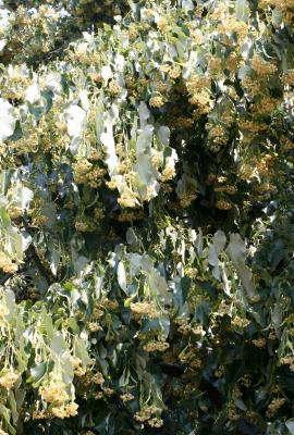 Linden Tree Blossoms