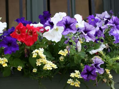 Petunia & Nemisia Flower Box