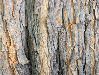 Osage Orange Tree Bark