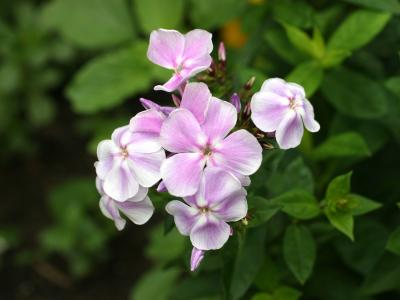 Phlox