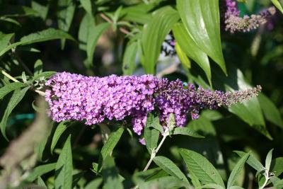 Butterfly Bush