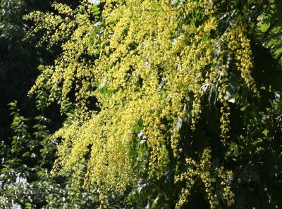 Golden Rain Tree Blossoms