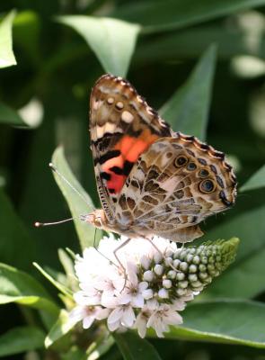 Butterfly  & Lysimachia