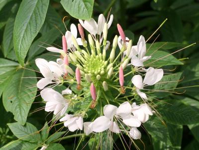 Cleome or Spider Flower