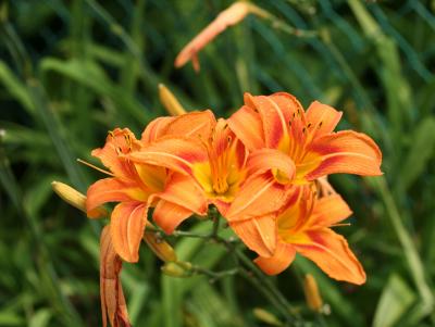 Day Lilies