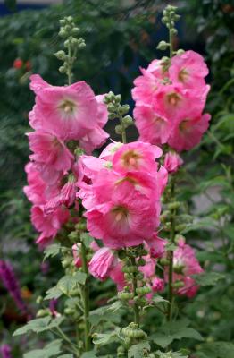 Hollyhocks