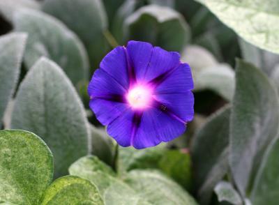 Morning Glory &  Lambs Ears