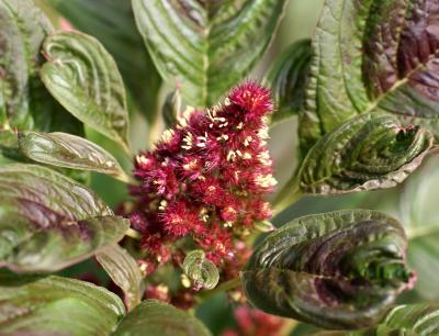 Amaranthus