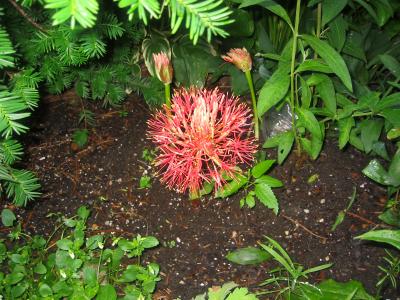 Scadoxus