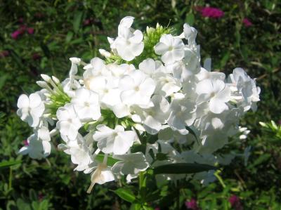 White Phlox