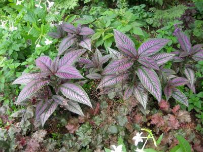 Persian Shield