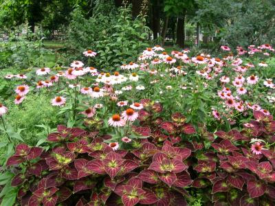 Echinacea & Coleus