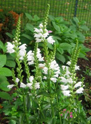 Physostegia or Obedient Plant