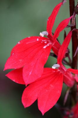 Lobelia