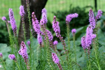 Liatris