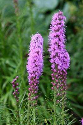 Liatris aster or Gayfeather