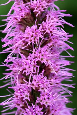 Liatris