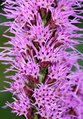 Liatris