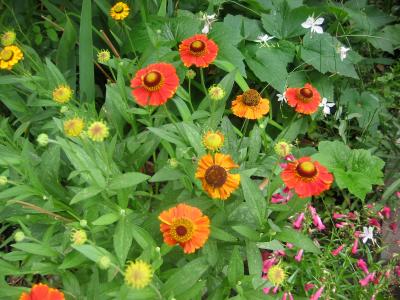 Sneezeweed