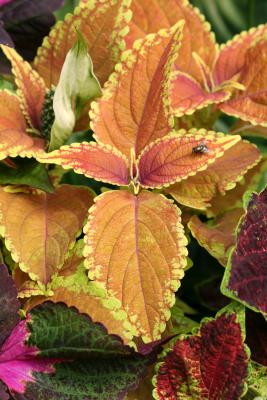 Coleus and a Fly