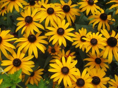 Blackeyed Susans