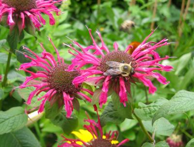 Bee on Bee Balm