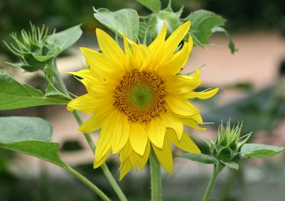 Sunflower - Helianthus