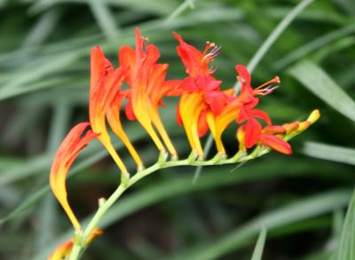 Crocosmia