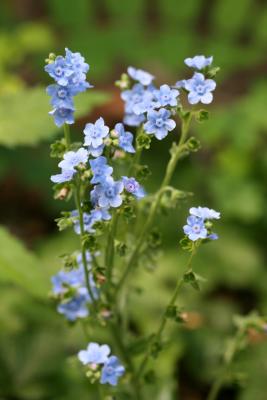 Forget-me-Not