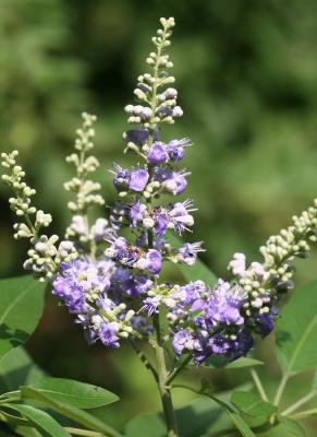 Vitex agnus or Chaste Tree Blossom