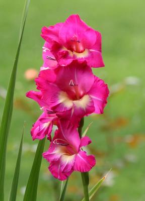 Gladiolus