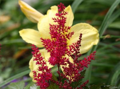 Red Astibe & Yellow Lily