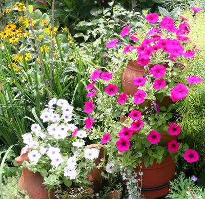 Garden View - Petunias & Blackeyed Susans