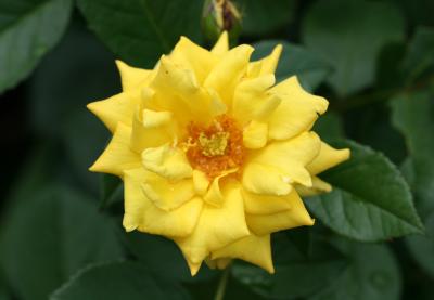 Yellow Rose