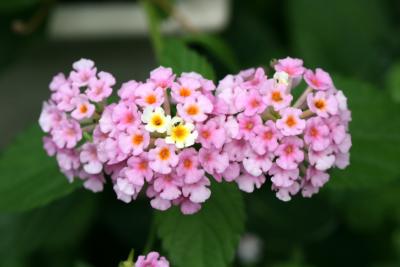 Lantana