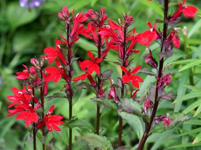 Lobelia