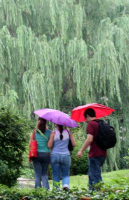 Willow Tree - Garden View