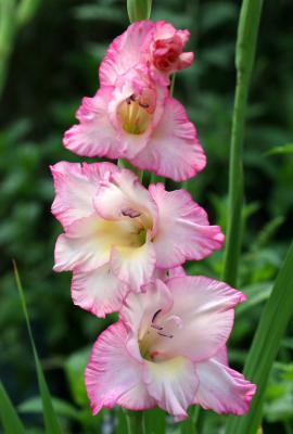 Gladiolus