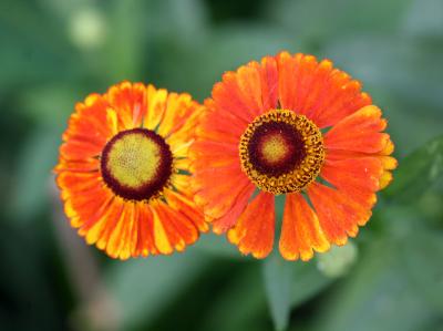 Sneezeweed