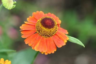 Sneezeweed