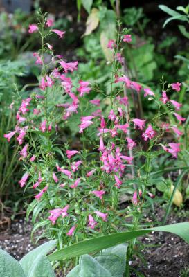 Penstemon