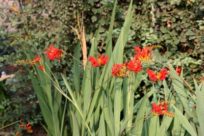 Crocosmia