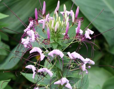 Cleome