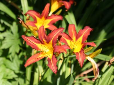 Day LIlies
