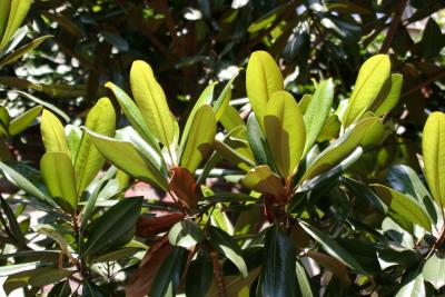 Rubber Tree Foliage on East 10th Street