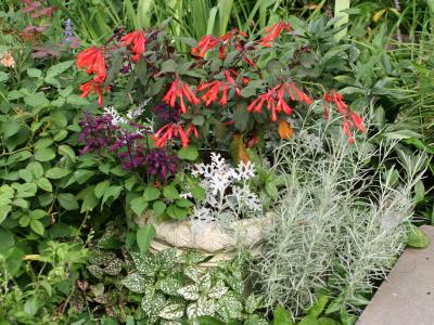Garden Vignette - Fuchsia, Purple Salvia, Silver Sencio and Cumin Plant