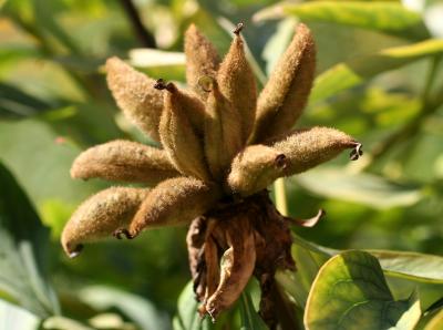 Tree Peony Seed Pod