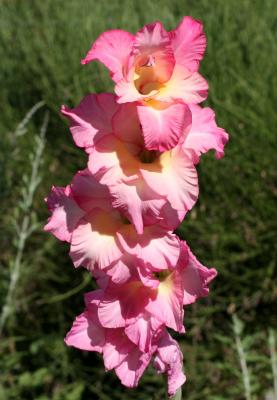 Gladiolus