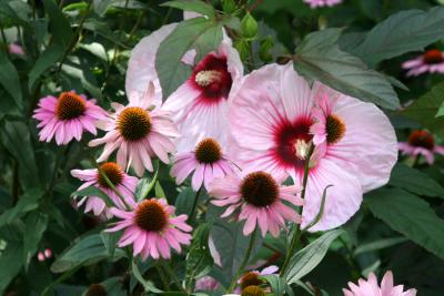 Hibiscus & Echinacea